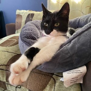 Meet your Posher, Ashley